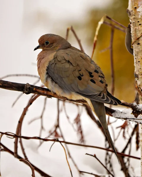 Mourning Dove close-up profile side view in the winter season perched with a forest background in its environment and habitat surrounding.  Dove Picture.