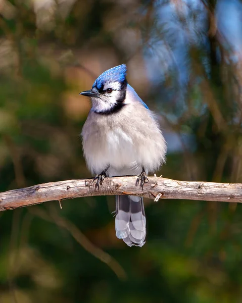 Pandangan Depan Blue Jay Close Bertengger Cabang Pohon Dengan Latar — Stok Foto