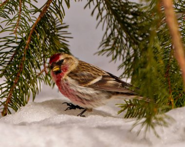 Çevresindeki sedir dalları ve yaşam alanı ile karların üzerinde duran kırmızı oylama yan görüntüsü. Finch Resmi.