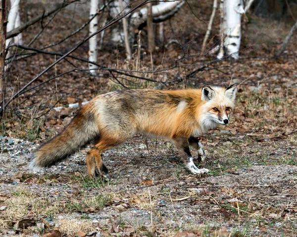 Red fox close-up side view in the springtime displaying fox tail, fur, in its environment and habitat with a blur birch trees background and brown leaves and foliage on ground. Fox Image. Picture. Portrait. Photo.