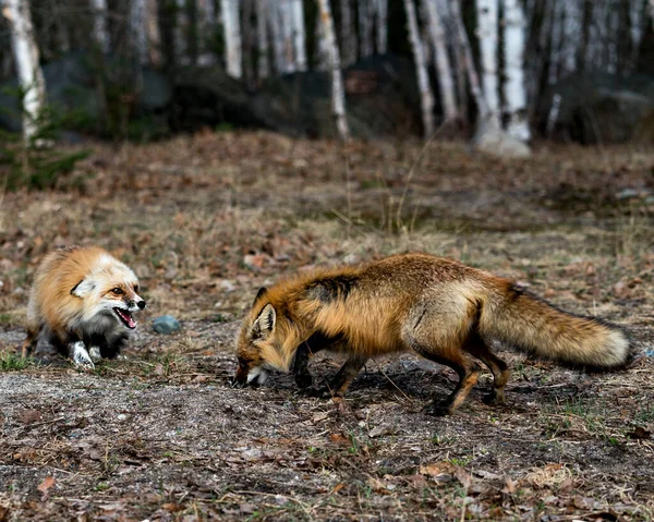 Casal Raposa Vermelha Brincando Com Fundo Bétulas Primavera Exibindo Cauda — Fotografia de Stock