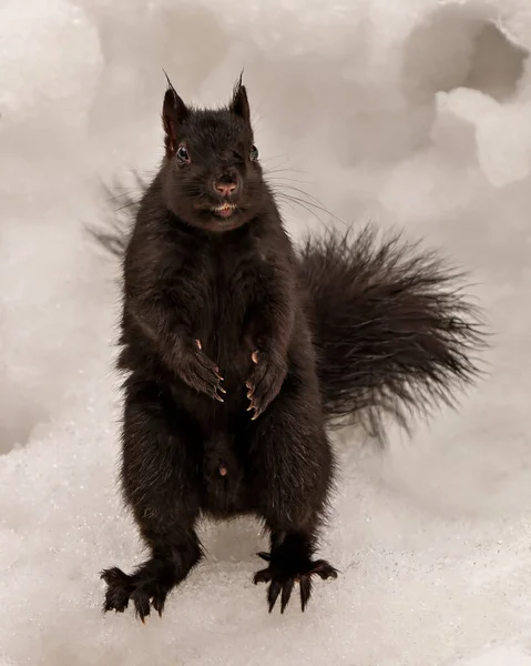 Kara Sincap Erkek Kış Mevsiminde Karların Üzerinde Oturur Çevresindeki Kameralara — Stok fotoğraf