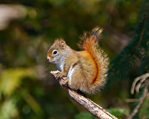 Eichhörnchen Nahaufnahme Seitenansicht Steht Auf Einem Ast Mit Einem Weichen — Stockfoto