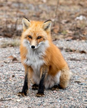 Red Fox, bahar sezonunda, çevre ve habitatında bulanık arkaplanlı bir şekilde oturup kameraya bakar. Fox Image 'da. Görüntü. Portre.