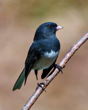 Çevresinde ve çevresinde yumuşak kahverengi arka plan ve habitat ile tünemiş Junco yakın profil görünümü ve gri ve beyaz renkleri göstermektedir. 