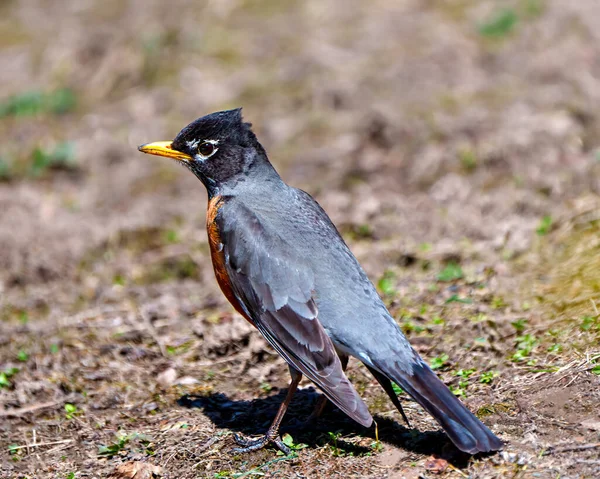 Amerykański Ptak Robin Stojący Ziemi Szukający Pożywienia Zamazanym Tłem Swoim — Zdjęcie stockowe