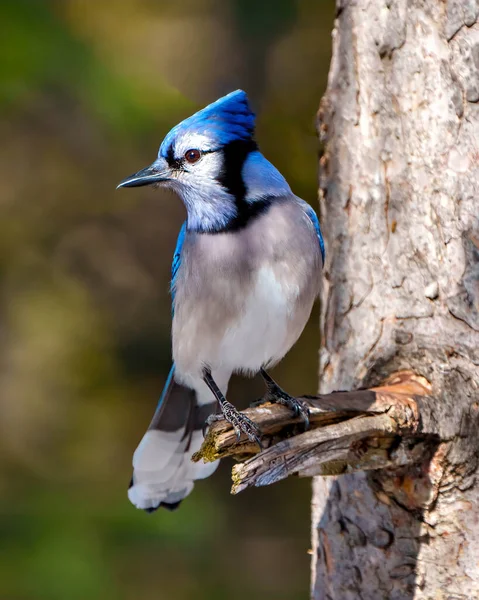 Blue Jay Close Profile Pemandangan Depan Bertengger Dengan Latar Belakang — Stok Foto