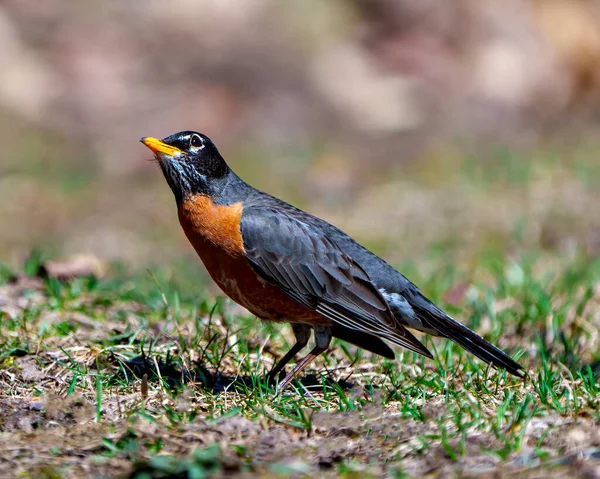 Americký Robin Pták Stojící Zemi Hledající Potravu Rozmazaným Pozadím Svém — Stock fotografie