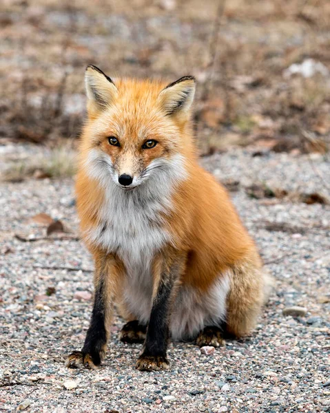 在春季的时候 红狐的特写坐在那里 看着镜头 背景模糊 环境和栖息地也很模糊 福克斯形象 肖像画 — 图库照片