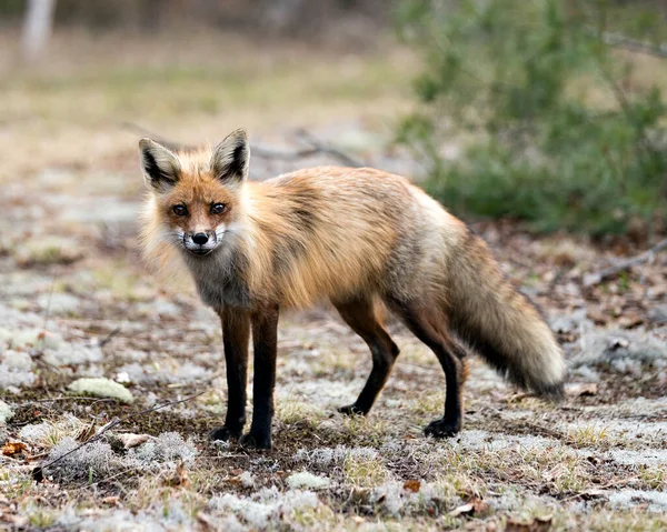 Red Fox Närbild Profil Sidovy Våren Med Suddig Vit Mossa — Stockfoto