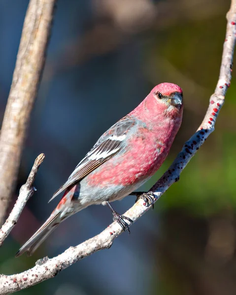 Pine Grosbeak Male Perched Branch Blur Forest Background Its Environment — Stock Photo, Image