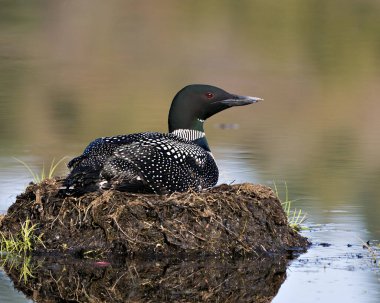 Yuvasına bataklık otları, çevresindeki göl kıyısındaki çamur ve su ve bulanık bir arka planı olan siyah ve beyaz tüylerle yuva yapan sıradan bir Dalgıç kuşu. Loon Nest ResmiName. 