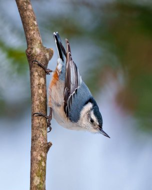 Beyaz göğüslü Nuthatch, bir ağaç dalına tutunmuş, çevresine bakıyor ve bulanık bir arka planla çevrili bir yaşam alanına bakıyor. Nuthatch Resim. Portre. 