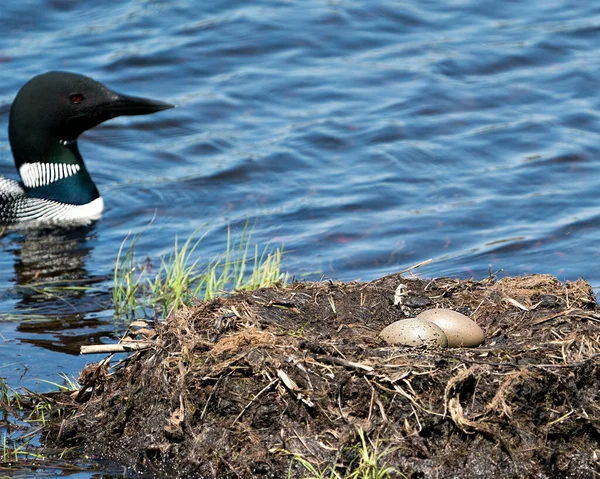Loon Swimming Her Nest Two Brown Eggs Nest Marsh Grasses — 스톡 사진