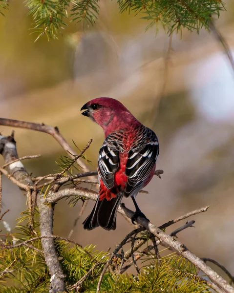 Pine Grosbeak Male Rear View Perched Tree Branch Displaying Red — Stock Photo, Image