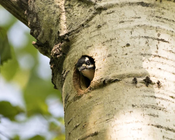 啄木鸟宝宝把头伸出鸟巢 等待父母在它周围的环境和栖息地给它喂食 头部中弹 啄木鸟的海莉形象 — 图库照片