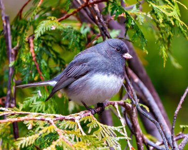 Çevresinde ve çevresinde kozalaklı bir orman arka planına sahip Junco yakın profil görüntüsü,