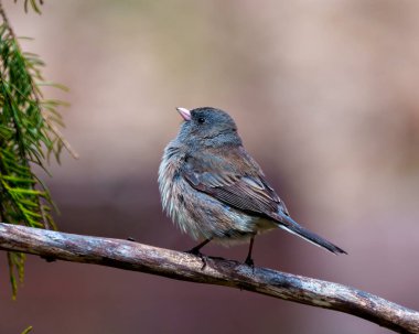 Çevresinde ve çevresinde kozalaklı bir orman arka planına sahip Junco yakın profil görüntüsü. Durum Renkli Junco Portresi.