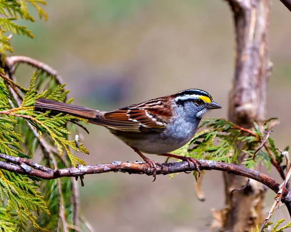 stock image Yellow-Crowned Sparrow perched on a cedar tree branch with a side view and blur background in its environment and habitat surrounding. Sparrow Picture.