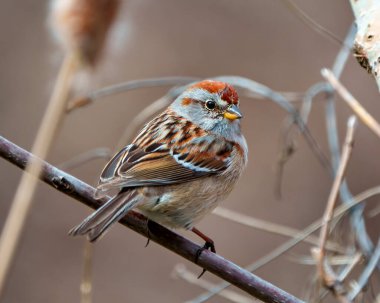 Amerikan Ağaç Serçesi çevresindeki bir ağaç dalına tünemiş ve arka planı bulanık bir yaşam alanına sahip. Serçe Resmi.
