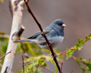 Çevresinde ve çevresinde bulanık bir orman arka planı olan bir ağaç tomurcuğuna tünemiş Junco yakın çekim görüntüsü. Koyu Gözlü Junco Fotoğrafı.