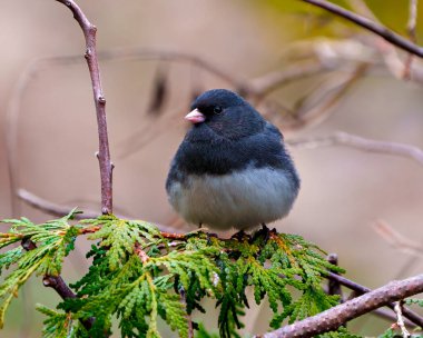 Çevresinde ve çevresinde bulanık bir arka planı olan kozalaklı bir ağaca tünemiş Junco yakın çekim ön manzara. Koyu Gözlü Junco Fotoğrafı.