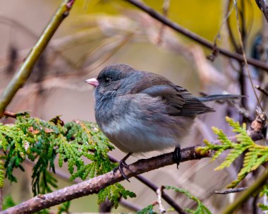 Slate Coloured Junco perched on a tree branch with a soft brown background in its environment and habitat surrounding and displaying multi coloured wings. Junco Picture.	 