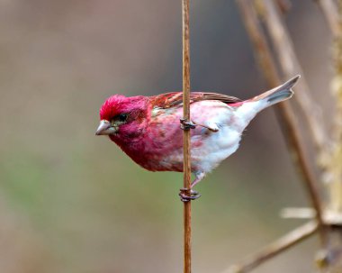 Mor Finch erkek, yakından profil görüntüsü, kırmızı renk tüylerini gösteren bir kuyruk üzerine tünemiş, çevresi ve çevresi bulanık. Finch Resmi