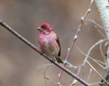 Mor Finch erkek, yakın plan, kırmızı renk tüylerini gösteren bir dala tünemiş, çevresi ve çevresi bulanık. Finch Resmi