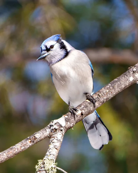 Mavi Jay Çevresini Çevreleyen Bir Orman Arka Planı Yaşam Alanı — Stok fotoğraf