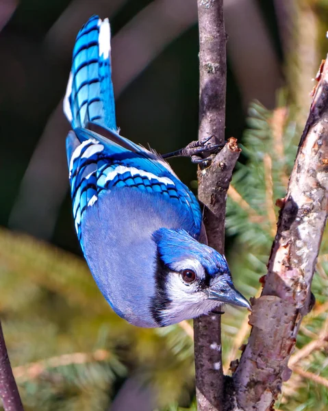 ブルージェイのクローズアップビューは 森の環境や青い羽の羽の羽の羽を表示周囲の生息地でぼやけた背景を持つ枝に浸透しました ジェイ ピクチャー 肖像画 — ストック写真