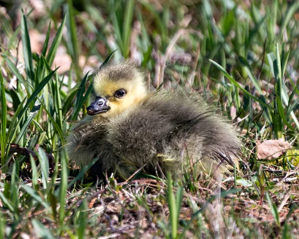 Kanadai Baby Gosling Közelkép Profilkép Nyugvó Környezet Élőhely Kanada Goose — Stock Fotó
