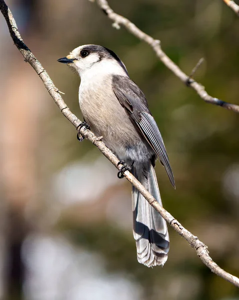 stock image Grey Jay close-up profile view perched on tree branch with a blur forest background in its environment and habitat surrounding, displaying grey feather plumage wings and tail. Jay Picture. Portrait.