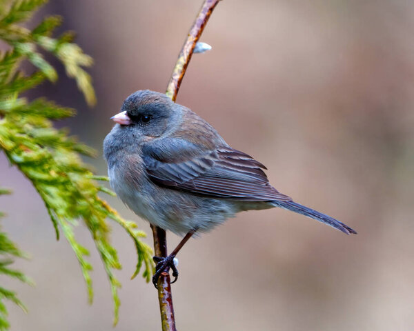 Slate Coloured Junco perched on a tree buds branch with a soft brown background in its environment and habitat surrounding and displaying multi coloured wings. Junco Picture.