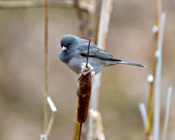 Slate Coloured Junco Perched Cattail Soft Background Its Environment Habitat — Foto Stock