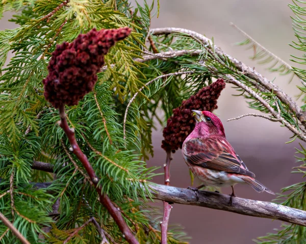 Purple Finch Male Close Side View Perched Red Stag Horn — Stock Photo, Image