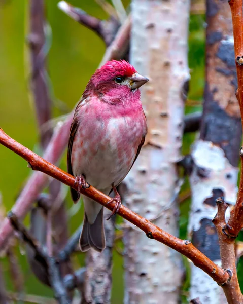 Purple Finch Male Close Front View Perched Branch Displaying Blur — Stock Photo, Image