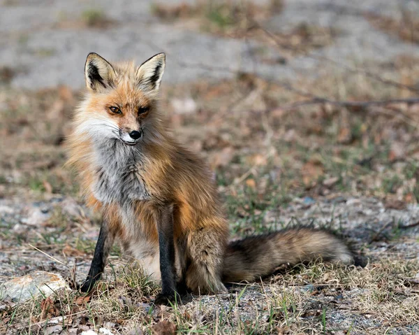 Red Fox Sitting Blur Background Springtime Displaying Fox Tail Fur — Stock Photo, Image