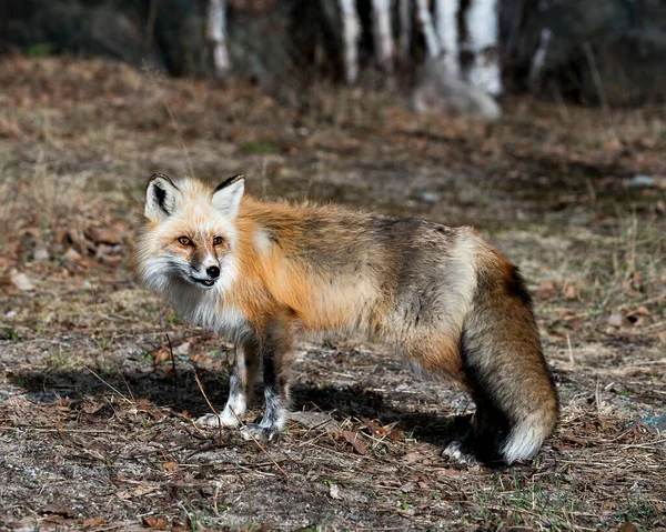 Профіль Red Fox Весняний Час Демонструє Хвіст Лисиці Хутро Навколишньому — стокове фото