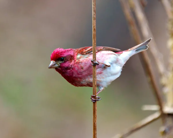 Purple Finch Male Close Profile View Perched Cattail Twig Displaying Stock Image