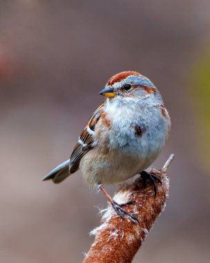 American Tree Sparrow close-up front view perched on a cattail with a blur background in its environment and habitat surrounding. Sparrow Picture. clipart