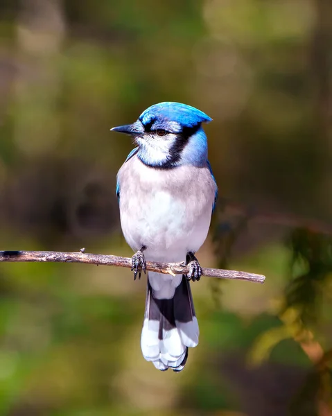 Blue Jay 서식지에서 깃털을 자랑하며 모습을 가까이 수있다 — 스톡 사진