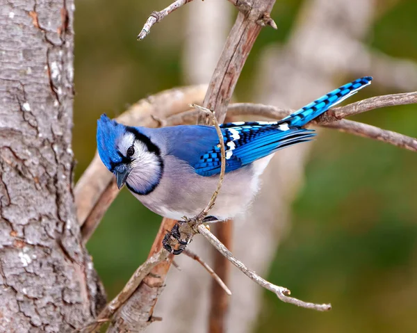 ブルージェイのクローズアップビューは その環境や青い羽毛の急落を示す周囲の生息地で森林のぼやけた背景と木の枝に浸透しました ジェイ ピクチャー — ストック写真