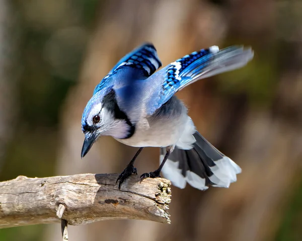 Blue Jay close-up view perched on a branch with flapping wings and blur background in its environment and habitat surrounding displaying blue feather plumage wings. Jay Picture. Portrait.
