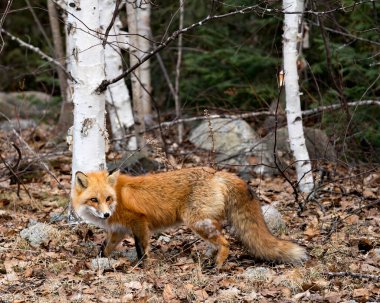 Red Fox, bahar mevsiminde çevre ve yaşam ortamında arka planda bulanık huş ağaçları bulunan yakın plan profil yan görüntüsü. Görüntü. Portre. Tilki Resmi.