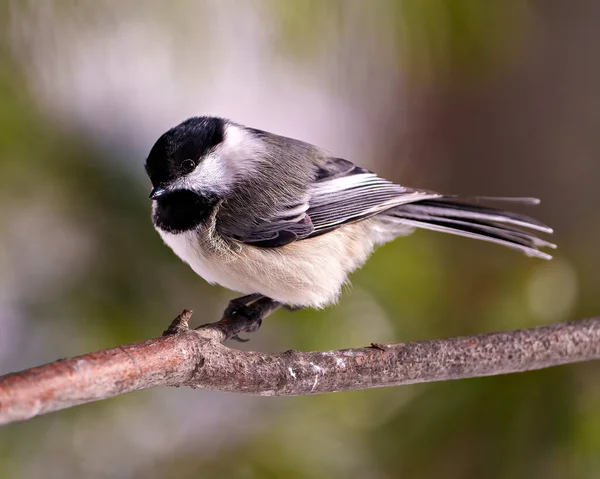 stock image Chickadee close-up profile side view perched on a tree branch with blur coniferous background in its environment and habitat surrounding.