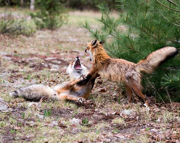 Raposas Brincando Lutando Brincando Interagindo Com Comportamento Conflito Seu Ambiente — Fotografia de Stock