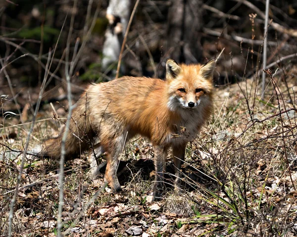 春季的红狐特写图片显示狐狸的尾巴 在它的环境和栖息地与模糊的褐色叶子背景 福克斯形象 — 图库照片