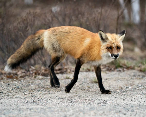 红狐在春季侧视特写 背景模糊 环境和栖息地模糊 福克斯形象 — 图库照片