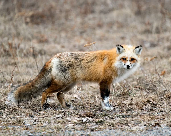 Red Unique Fox Close Side Profile View Looking Camera Spring — Zdjęcie stockowe